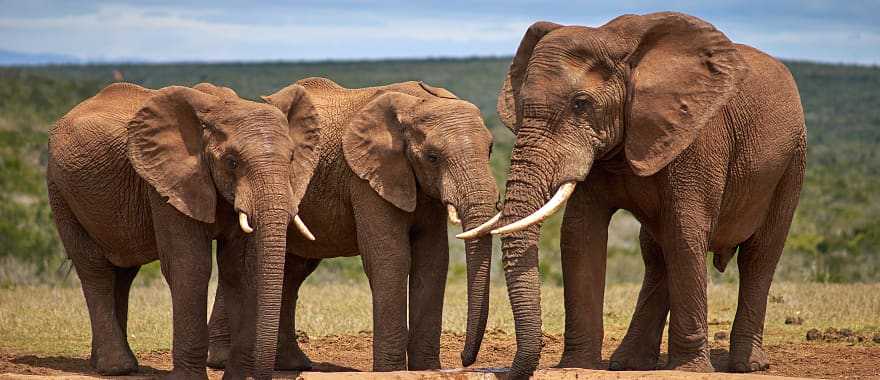 Addo Elephant National Park, South Africa