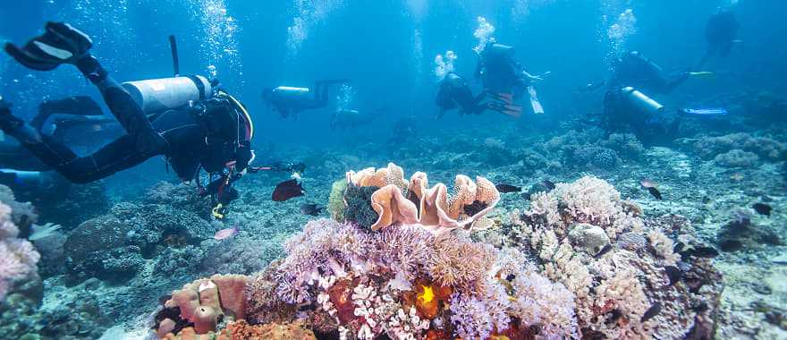 Scuba divers in Fiji 