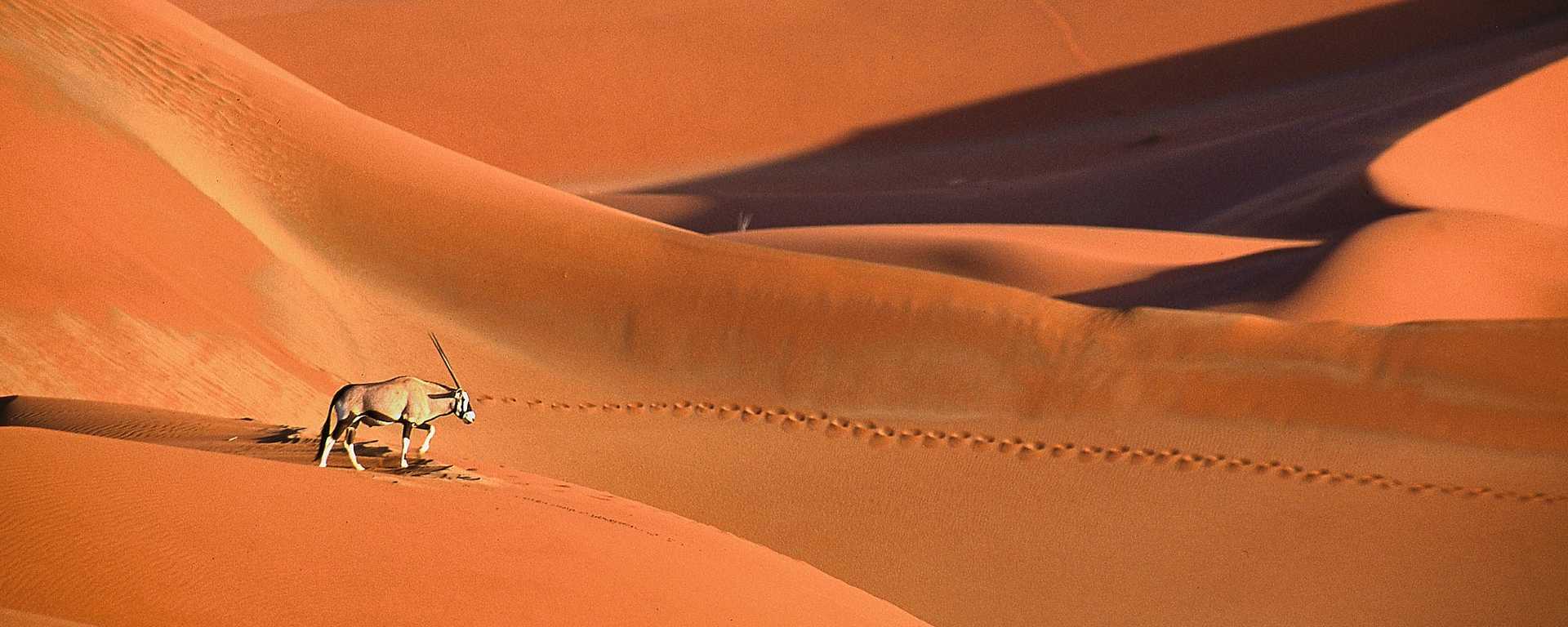 Oryx crossing sand dunes in the Namib Desert, Namibia