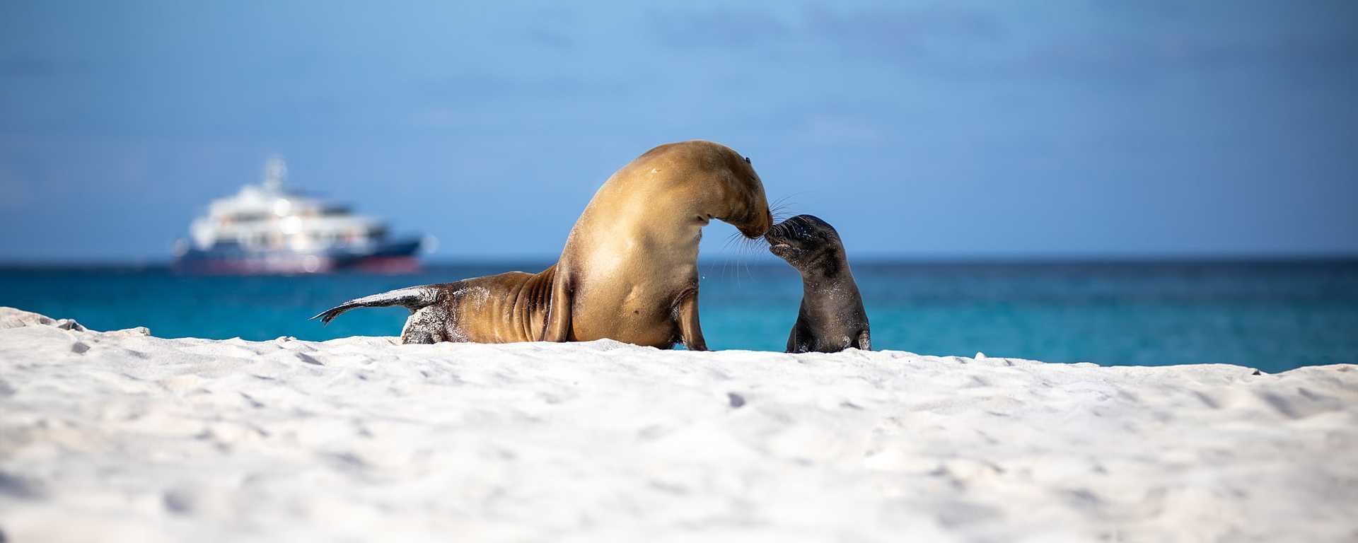 Female sea lion and her pup on the beach in the Galapagos with a luxury cruise ship in the background