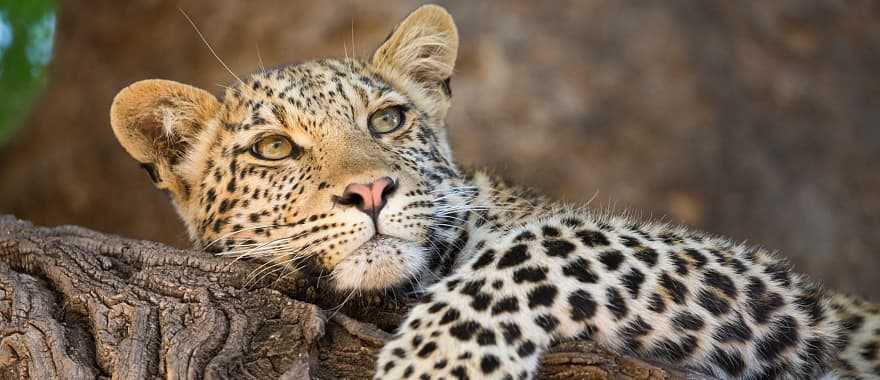 Botswana Safari Chobe National Park