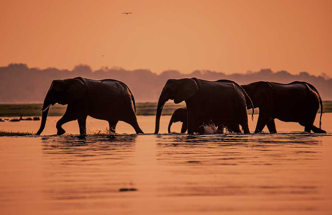 A heard of elephants crossing the waters of Botswana at sunset.