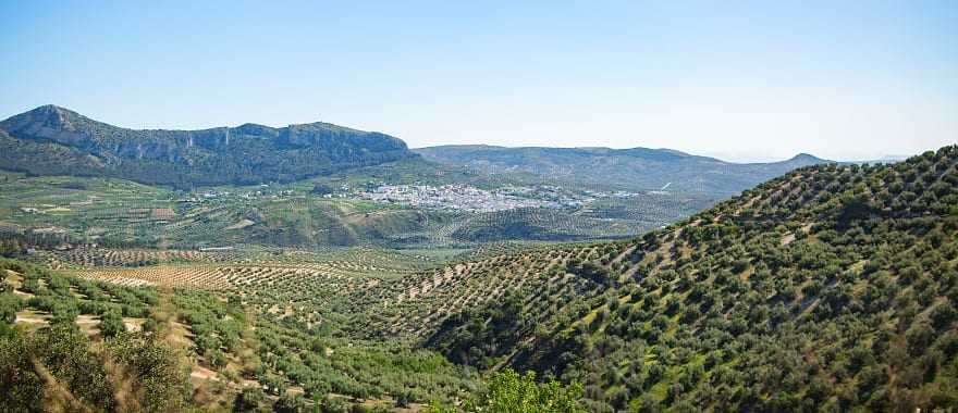 Sea of olive trees in the Andalusia region of Spain.  Photo courtesy Turismo Andaluz