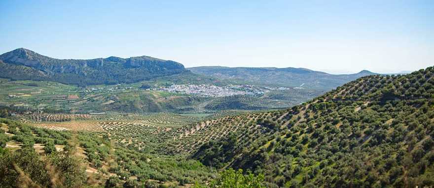 Sea of olive trees in the Andalusia region of Spain.  Photo courtesy Turismo Andaluz