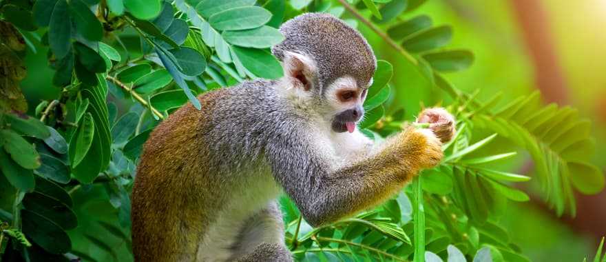Squirrel monkey in the Amazon, Ecuador
