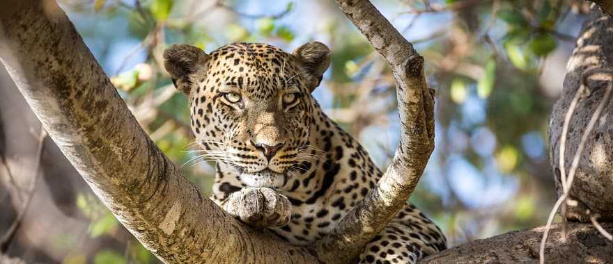 Leopard laying in a tree in Serengeti National Park, Tanzania