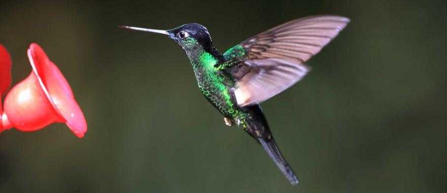 A buff-winged starfrontlet humming bird in Ecuador