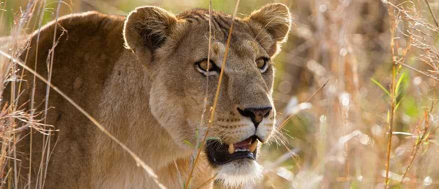 Lion in Kidepo Valley National Park, Uganda, Africa