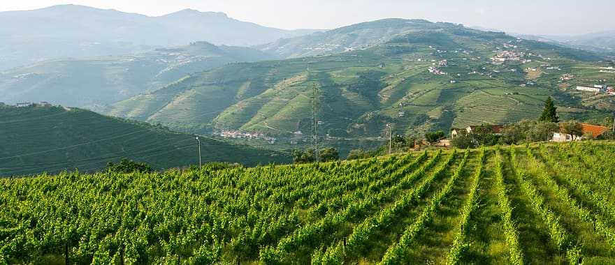 The famous vineyards of the Douro Valley in Portugal