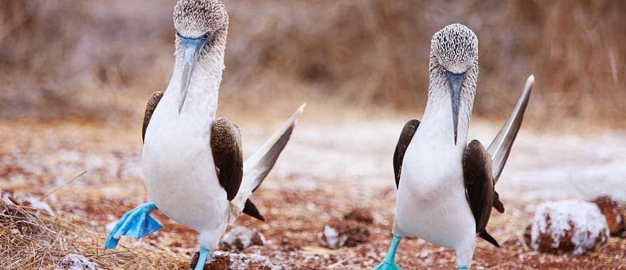 Blue-footed boobies in the Galapagos Islands, Ecuador