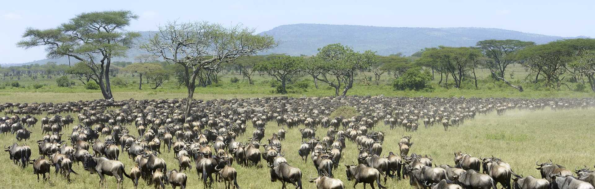 Herd of Blue Wildebeest seen from behind during migration in Serengeti National Park, Tanzania