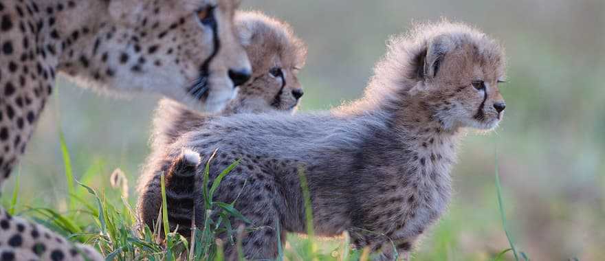 African Safari for First Timers - Female cheetah with her cubs in South Africa