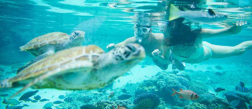 Couple snorkeling with turtles in Bora Bora, French Polynesia