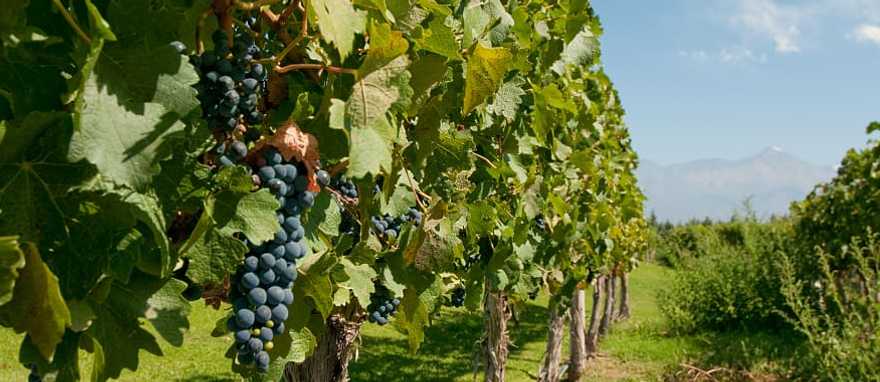 Vineyard in Mendoza, Argentina