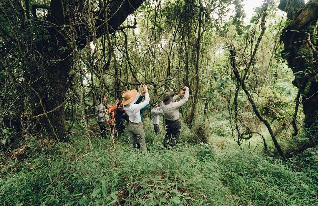 Tourists at Bwindi Impenetrable Forest in Uganda. 