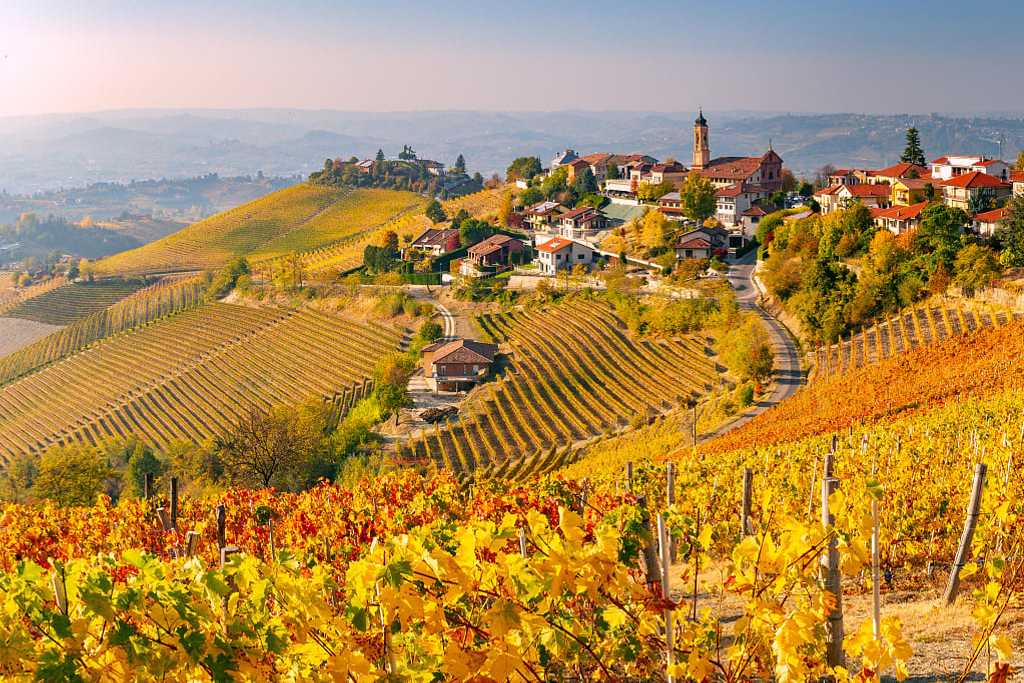 Autumn vineyards in the Piedmont region of Italy