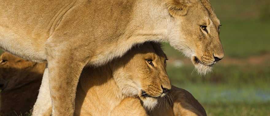 Lions in Masai Mara National Reserve, Kenya