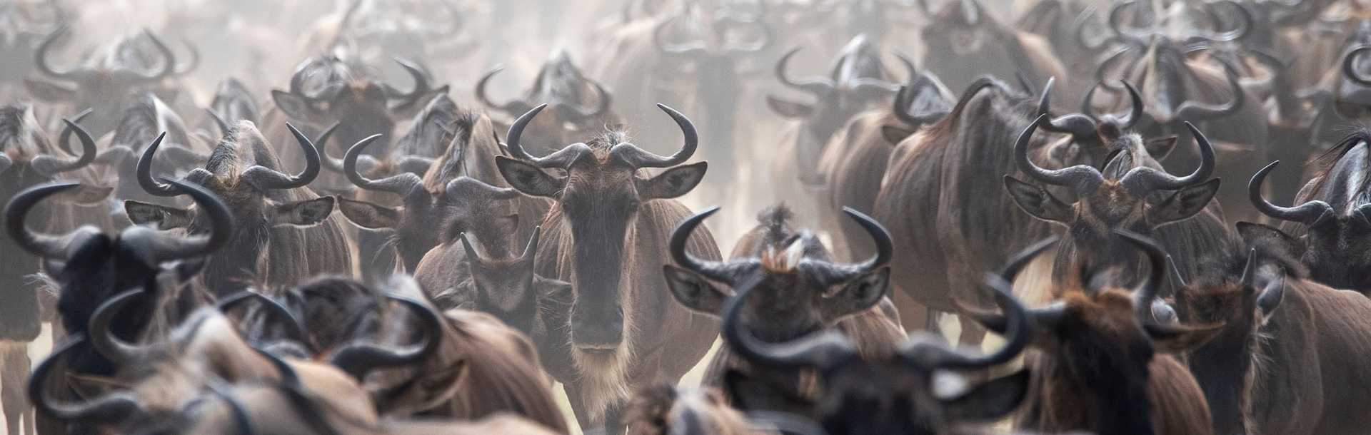 Wildebeest on Great Migration in Kenya