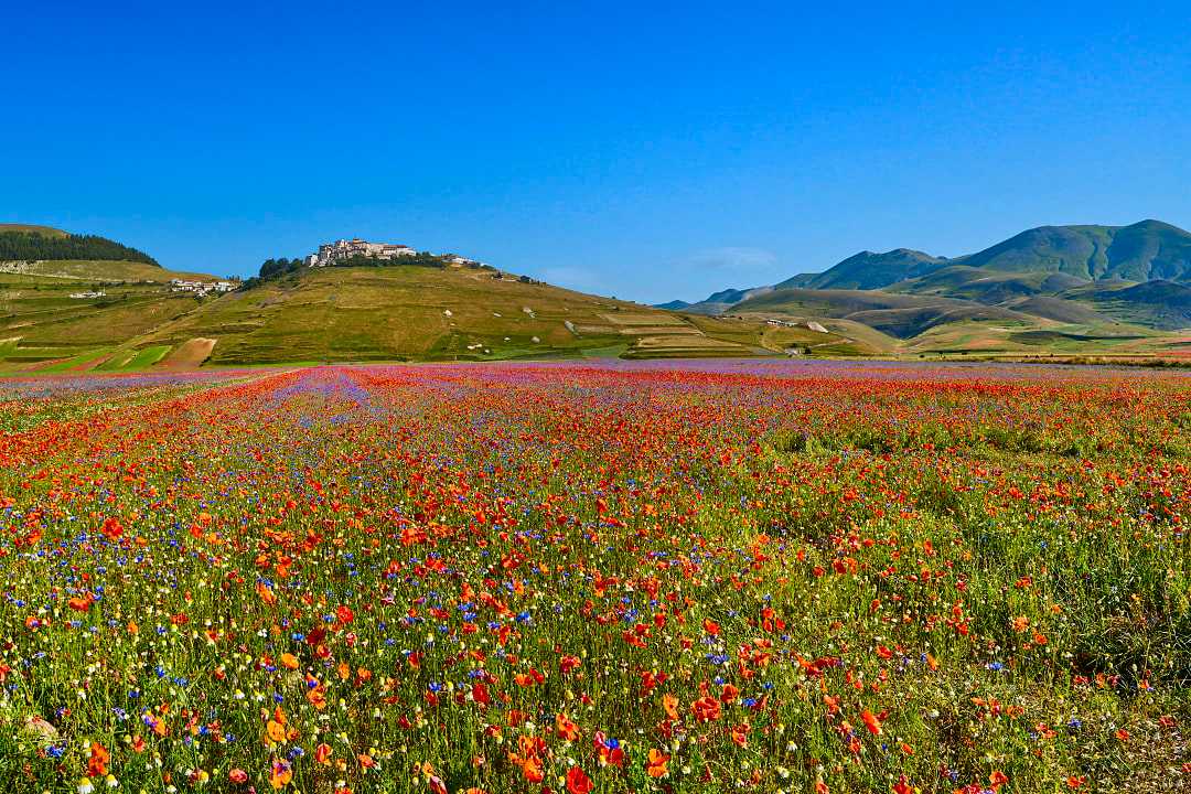 Wildflowers in Castelluccio di Norcia, Italy