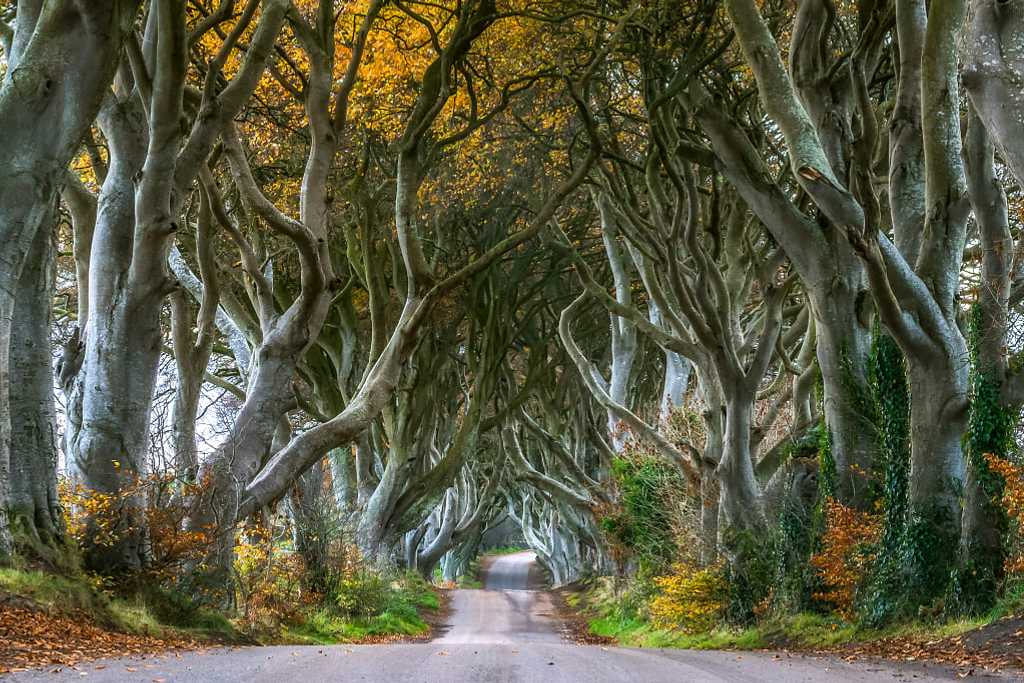 Road through the Dark Hedges in Northern, Ireland