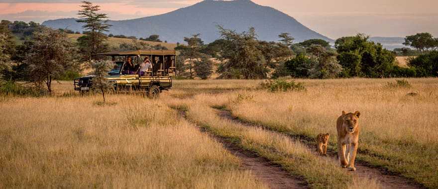 Couple on game drive observing lioness and cub in Serengeti National Park, Tanzania