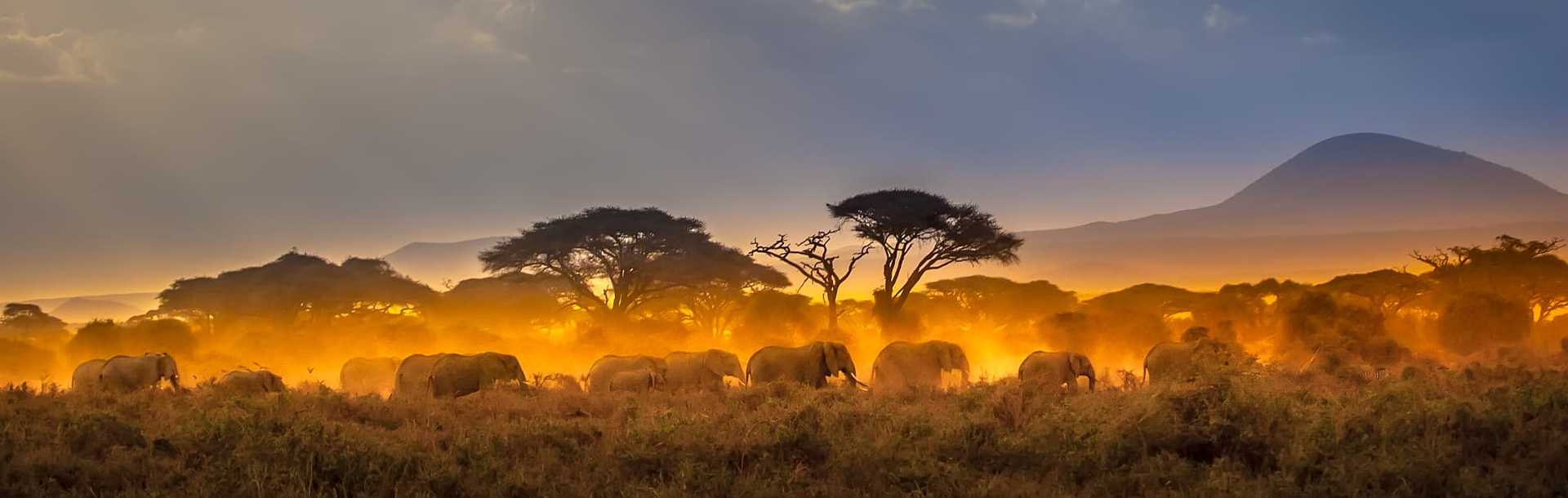 Herd of elephants in the African savannah