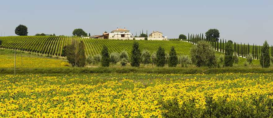 View of St. Peter's Basilica in Rome, Italy