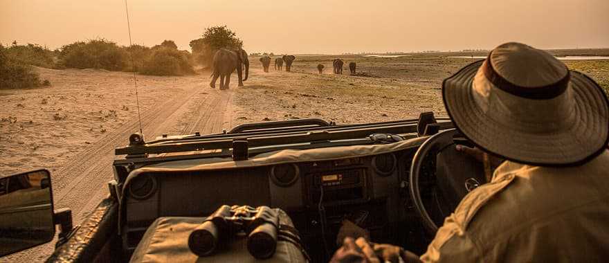 Observing elephant migration from a safari vehicle in Chobe National Park, Botswana