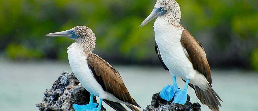 Blue footed boobies at the Galapagos Islands in Ecuador