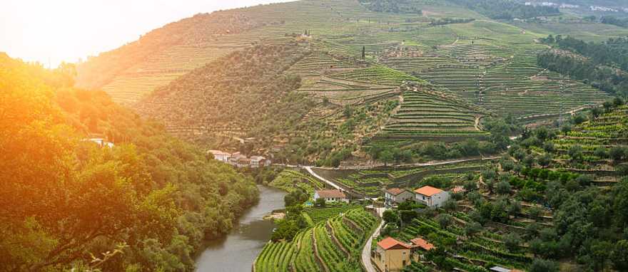 Vineyards in Douro Valley, Portugal