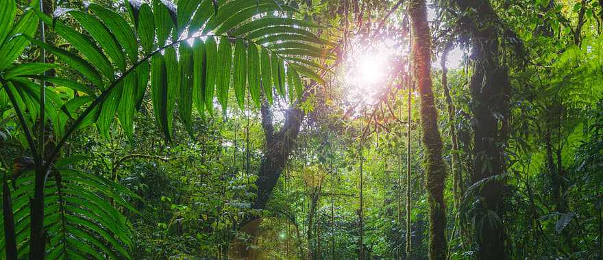 Costa Rican rainforest at sunrise