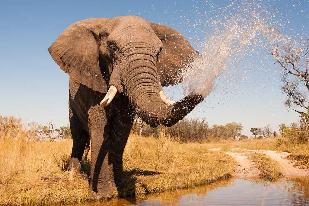Elephant spraying water with his trunk in the Okavango Delta, Botswana.