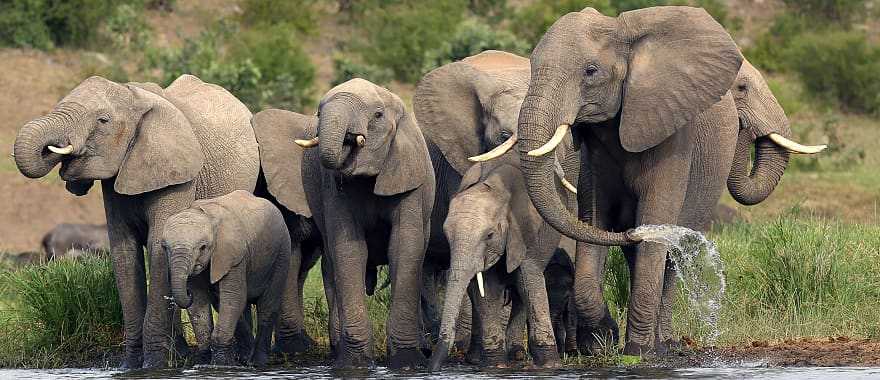 Elephant herd in Kruger National Park, South Africa