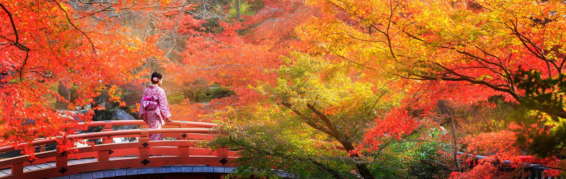 Wooden bridge in the autumn trees in Kyoto, Japan.
