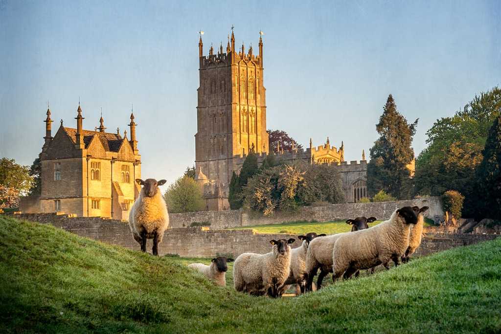 Sheep on hillside at Cotswold village, Chipping Campden in England, with Gothic architecture in the background
