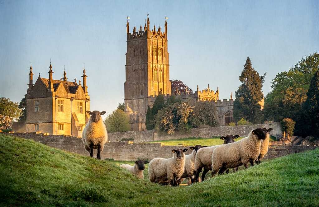 Chipping Campden village in the Cotswold district of Gloucestershire, England Sheep on hillside at Cotswold village, Chipping Campden in England, with Gothic architecture in the background
