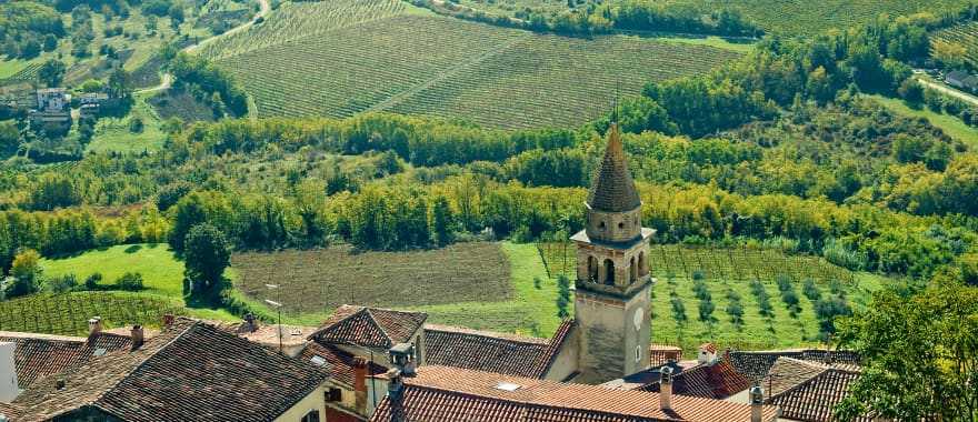 Medieval Motovun surrounded by vineyards in Croatia