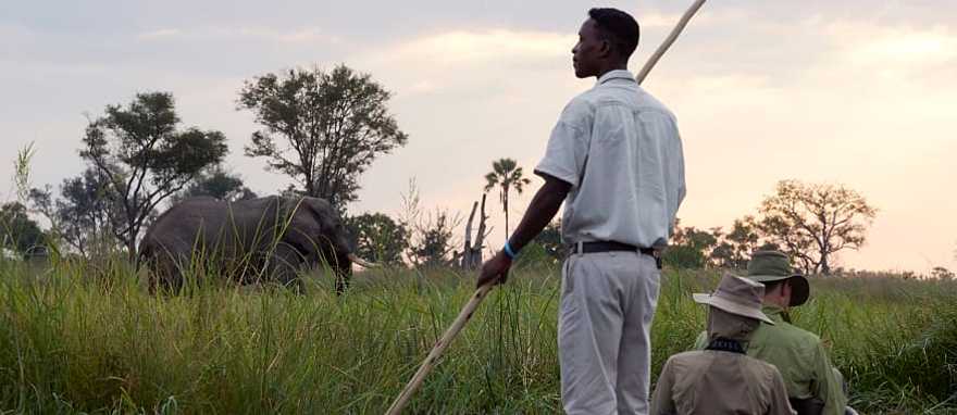 Mokoro boat safari with elephant on riverbank at Sanctuary Baines Camp in Botswana