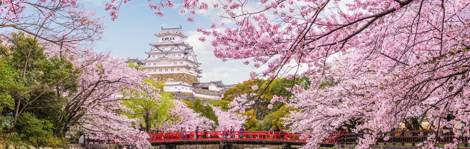 Japanese samurai castle with blooming cherry blossom trees.