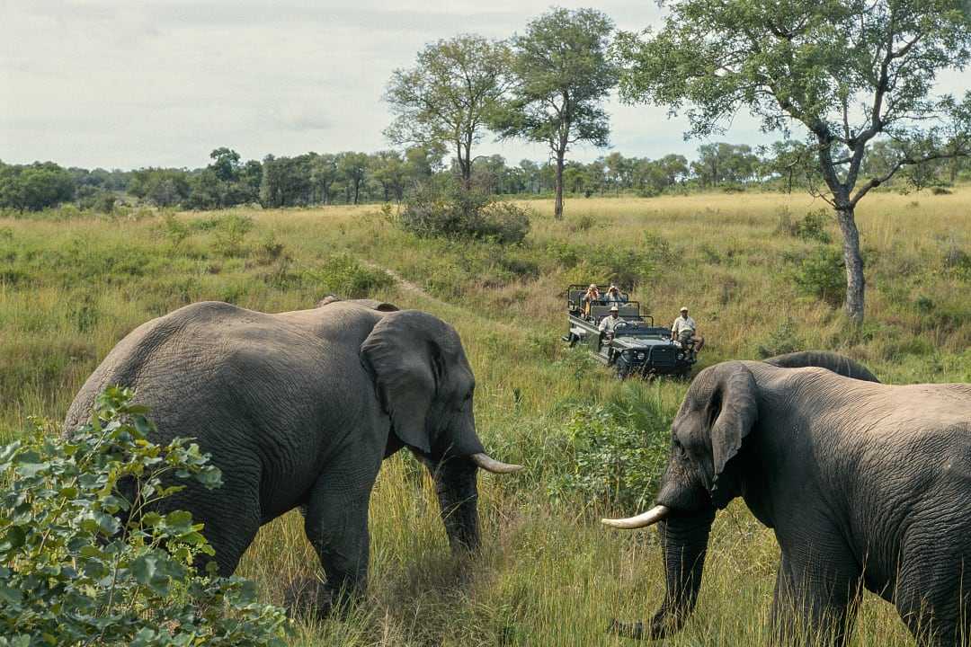 Two elephants walking through tall grass in a lush African savanna with a safari vehicle in the background, carrying tourists observing the wildlife