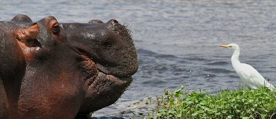 Hippo and bird in a lake at Ngorongoro Crater, Tanzania