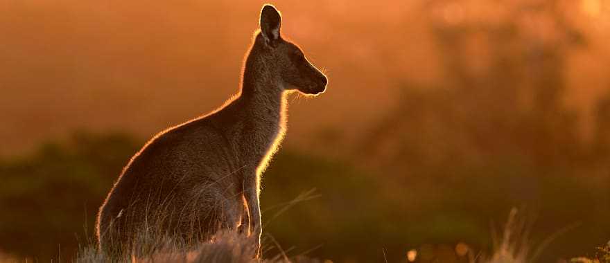 Dive into the world of marsupials on Australia's epic kangaroo safari