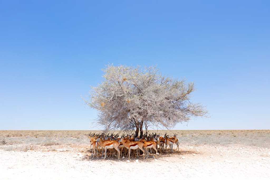 Herd of antelope find shade on a dry hot sunny day in Estosha National Park, Namibia