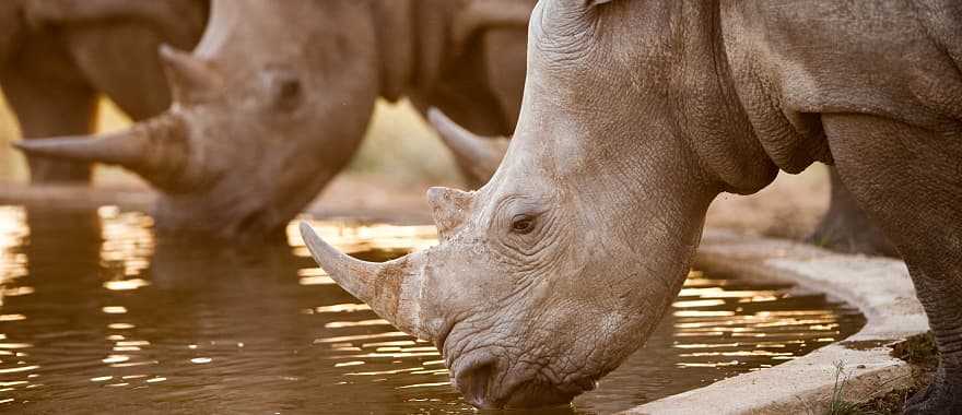 Rhinos at a watering hole, Namibia, South Africa