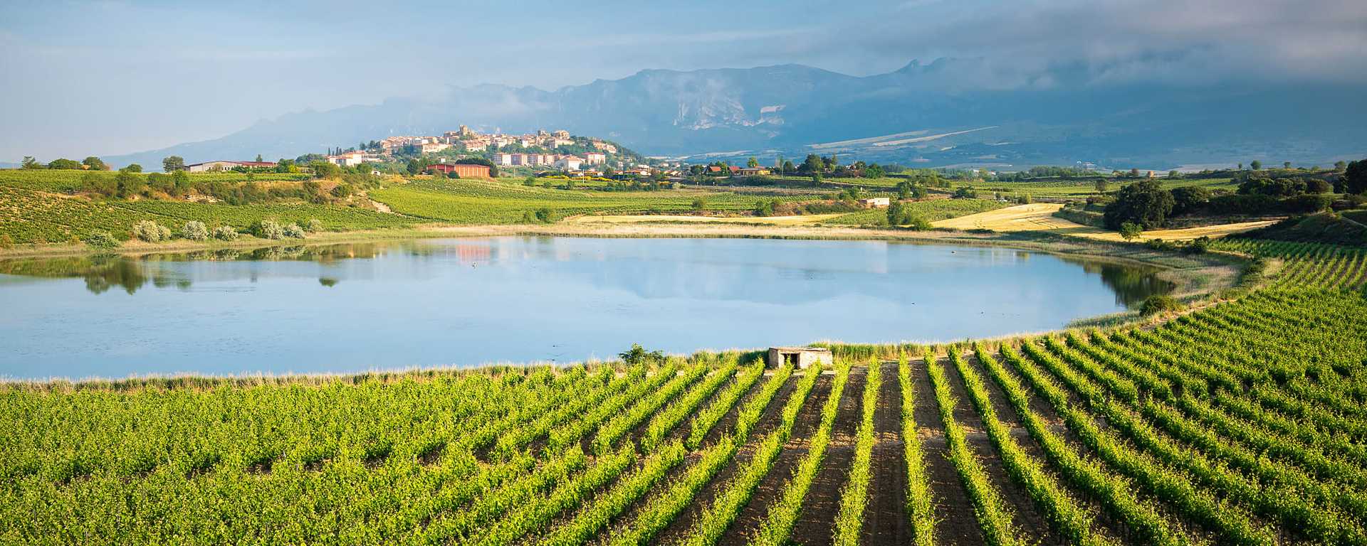 Vineyards in Rioja, Spain