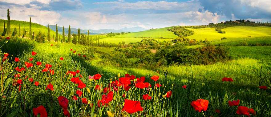 Tuscan landcape with green rolling hills, cypress trees and poppies