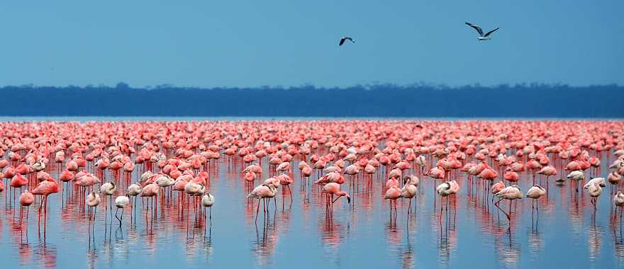 Flamingos in Lake Nakuru National Park, Kenya