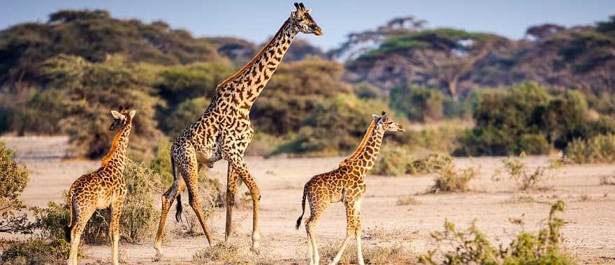 Giraffes at Serengeti National Park in Tanzania