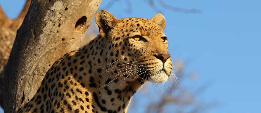 Leopard at Sabi Sand Game Reserve in South Africa