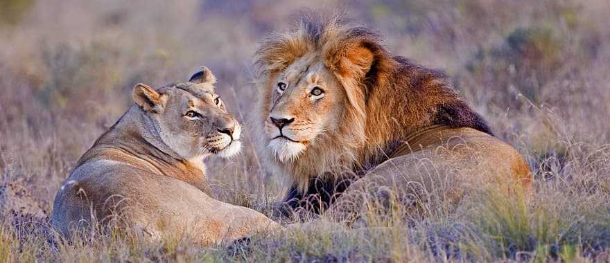 Lion couple lounging in African savanna